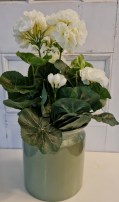 Geranie weiss 35 cm hoch 15.00